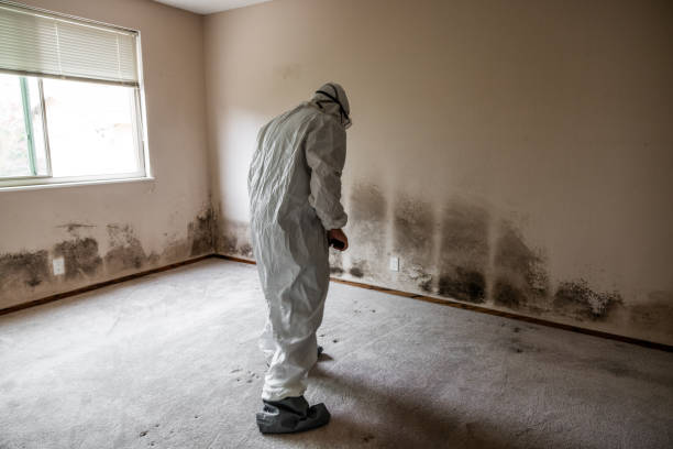 Best Crawl Space Mold Removal  in Wtmore Village, HI